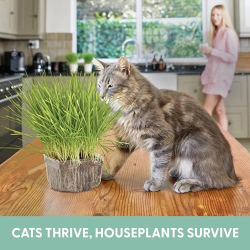 Cat Grass Growing Kit -Organic Seed, Soil and BPA Free containers (Non GMO). All of Our Seed is Locally sourced! (1 Pack) - Image 3