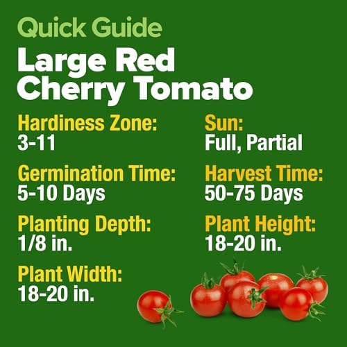 HOME GROWN Large Red Cherry Tomato Seeds, 500+ Seeds, Solanum lycopersicum - Image 5