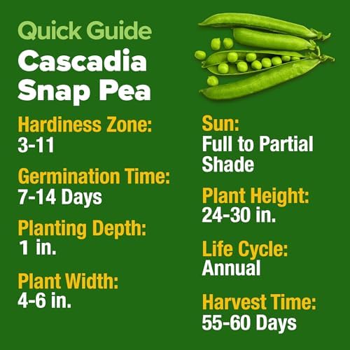 HOME GROWN Organic Cascadia Snap Pea Seeds, 100+ Seeds, Pisum sativum - Image 6