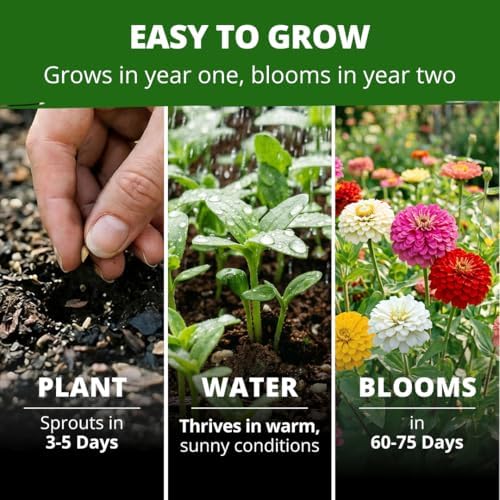 HOME GROWN Zinnia Seeds, Oklahoma, 50 Seeds, Zinnia elegans - Image 4