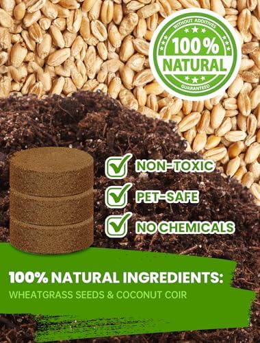 Cat Grass Kit for Indoor Cats, 3 Pack Fast Growing Cat Grass Kit with Eco-Friendly Biodegradable Pots, Soil & Wheatgrass Seeds, Grows in 3-7 Days with High Germination Rate - Image 4