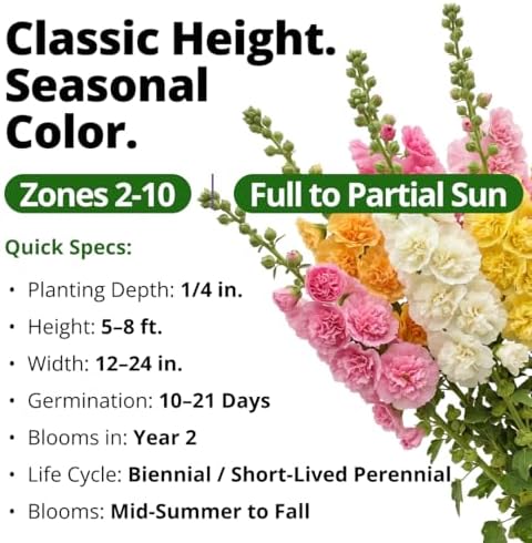 HOME GROWN Hollyhock Seeds, Chater's Double Mix, 100 Seeds, Alcea rosea - Image 3
