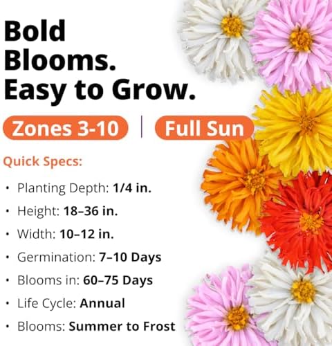 HOME GROWN Zinnia Cactus Mix 650 Flower Seeds Zinnia elegans - Image 2