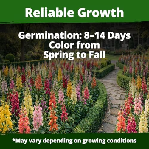 HOME GROWN Snapdragon Seeds, Tetra, 2,000 Seeds, Antirrhinum majus - Image 3
