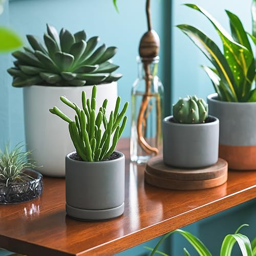 D'vine Dev 2-Pack Ceramic Pots with Saucers, Grey, 3.5 in, 94-V-A-3 - Image 6