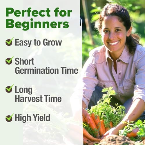 HOME GROWN Tendersweet Carrot Seeds, 3,000+ Seeds, Daucus carota sativus - Image 4