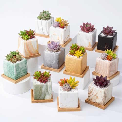 Ziliny 12 Pcs Marbling Ceramic Flower Pot Succulent Small Plant Cactus Herbs Planter Ceramic Pot with Drainage Hole Matte Container (Square Style) by Ziliny