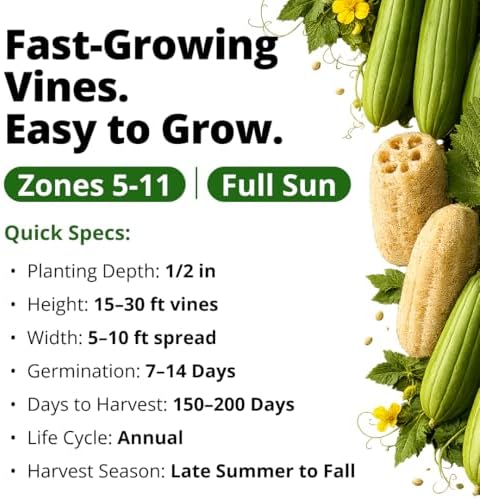 HOME GROWN Luffa Loofah Gourd Seeds, 40 Seeds, Luffa aegyptiaca - Image 4