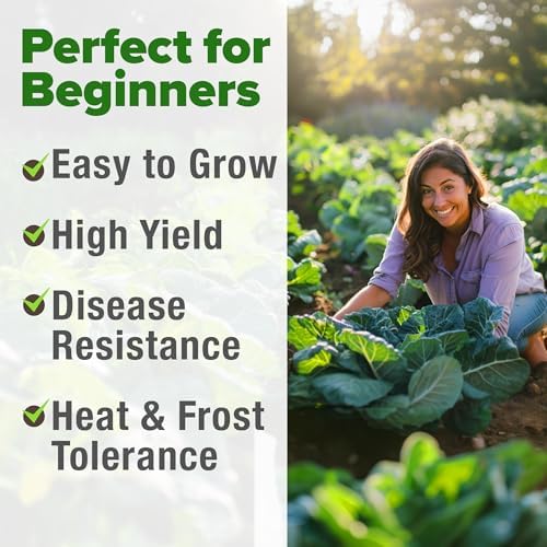 HOME GROWN Georgia Southern Collard Seeds, 300+ Seeds, Brassica oleracea - Image 4