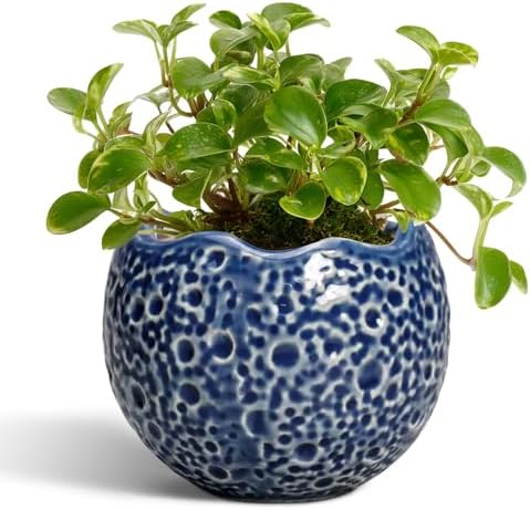 4 Inch Plant Pots - Small Ceramic Planter with Drainage Hole, Succulent Pots for Indoor Outdoor, Unique Round Planter, Modern Decorative Flower Pot, Desk Decor, Plant Lovers Gifts, Blue by Thirtypot