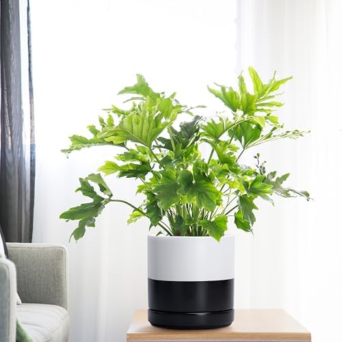 D'vine Dev 6.5 Inch Ceramic Planter Pot, Black White Two Tone, 94-O-C-L - Image 5