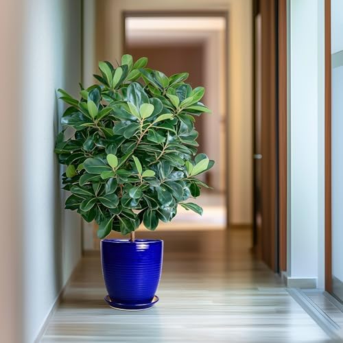 Ceramic Planter Pot - 10 Inch Plant Pot Indoor with Drainage Hole and Saucer Round Planter Large Modern Decorative Flower Pot Outdoor Garden Pot Blue - Image 6