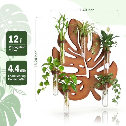 2 Pack Monstera Hanging Wall Planter, Plant Propagation Station - Image 2