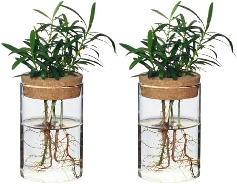Separated Desktop Glass Flower Vases - Ideal Plants Propagation Stations for Living Room, Bedroom Decoration,Home Decor (2) by wangsdjy