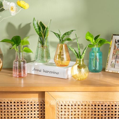 Mkono Propagation Vases 5 Glass Jars Station for Hydroponic Plants,Color - Image 2