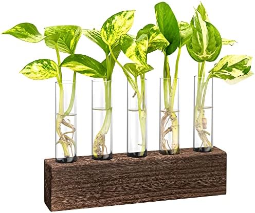 KAXYEW Desktop Glass Plant Propagation Station Test Tube Plant Terrarium in Wooden Stand for Hydroponic Plants Cutting Office Home Decoration Gift for Women (5 Test Tubes-BR) by KKAXYEW