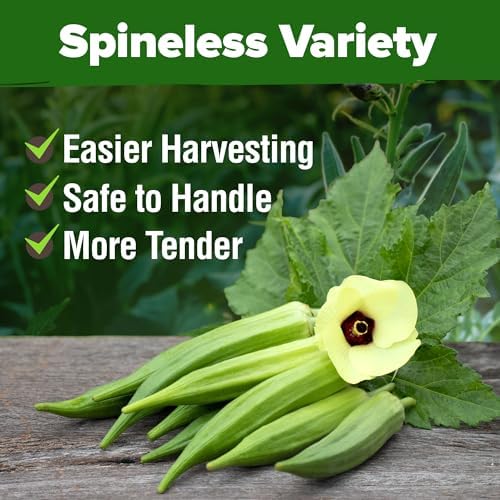 HOME GROWN Clemson Spineless Okra Seeds, 101+ Seeds, Abelmoschus esculentus - Image 7