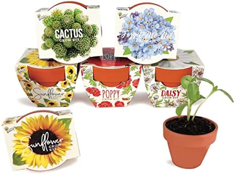 BUZZY Seeds Daydream Grow Kit 6-Pack, Terracotta Pots, Assorted Flowers by BUZZY