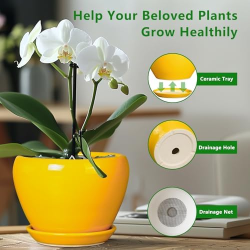 Ceramicfor Ceramic Planter - 10 Inch Plant Pot for Indoor Outdoor Plants Glaze Modern Round Planter with Drainage Hole and Saucer for Garden Office Home Room Patio Decor, Yellow - Image 5