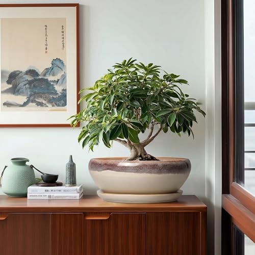 SQOWL Bonsai Pots 12 Inch, Ceramic Succulent Planters with Saucer, Beige - Image 4