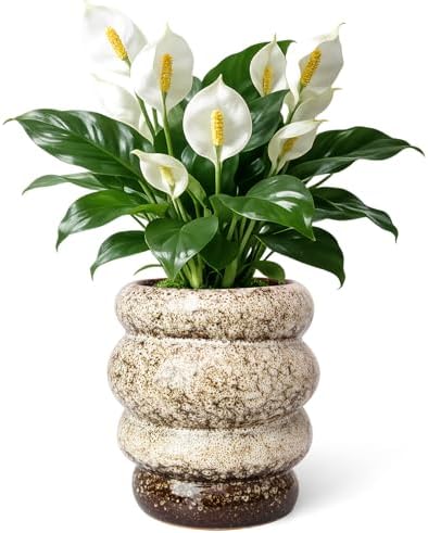 5 inch Ceramic Plant Pot - Flower Pot for Indoor Plants with Drainage Hole by YINUOWEI