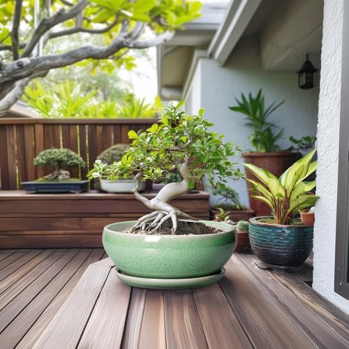SQOWL Succulent Planter 12 Inch, Ceramic Bonsai Pots with Saucer, Green - Image 4