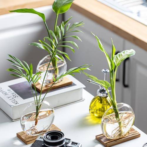 Propagation Vases for Plants - Glass Terrarium Planter with Wooden Stand, Small Desktop Oblate Hydroponic Propagation Vases for Modern Home & Office Decor (2) - Image 5