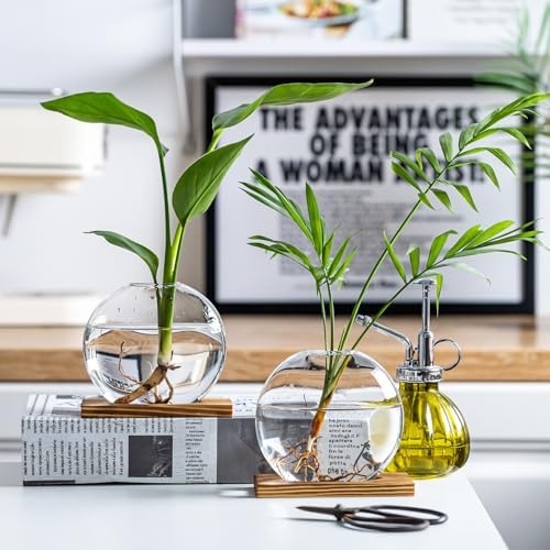 Glass Planter Propagation Station with Wooden Base - Clear Oblate Hydroponic Vase, Decorative Desktop Flower Vase for Home, Office, Windowsill - Gift for Plant Lovers (6) - Image 3