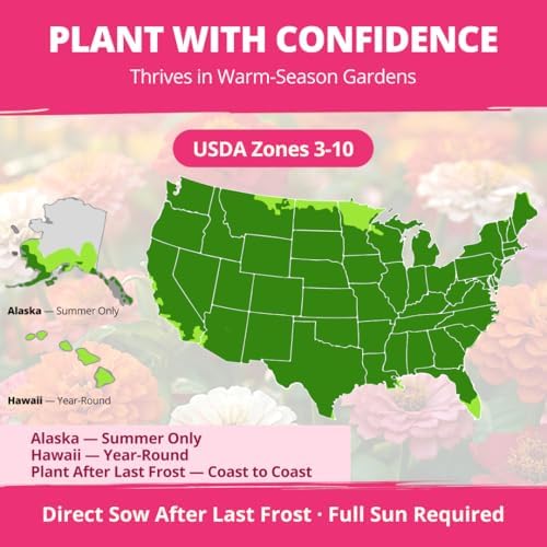 HOME GROWN Zinnia Seeds, Lilliput Mix, 2,500 Seeds, Zinnia elegans - Image 4