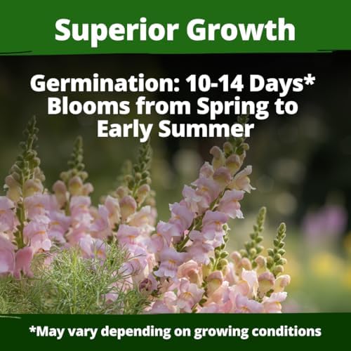 HOME GROWN Northern Lights Snapdragon 10,000 Flower Seeds Antirrhinum majus - Image 3
