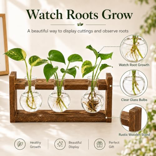 Glass Plant Propagation Station, 3 Glass Bulb Vases - Image 3