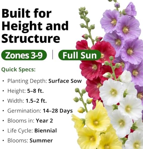 HOME GROWN Hollyhock Single Mix 3000 Flower Seeds 1 oz - Image 3