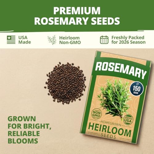 HOME GROWN Rosemary Seeds, 150 Seeds, Salvia rosmarinus - Image 7
