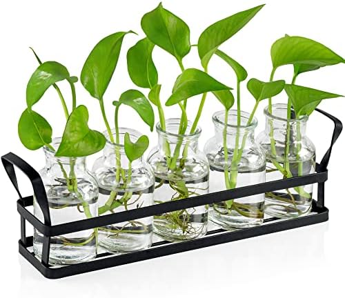 Propagation Stations Indoor Decor Planters Terrarium with Stand,Propogation Planter Glass with 5 Air Plant Terrarium for House Plants Hydroponic Home Garden Office Decoration by jkwokback