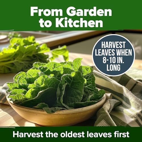 HOME GROWN Vates Collard Green Seeds, 300+ Seeds - Image 7
