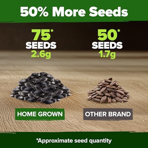 HOME GROWN Chocolate Cherry Sunflower Seeds, 75 Seeds, Helianthus annuus - Image 6