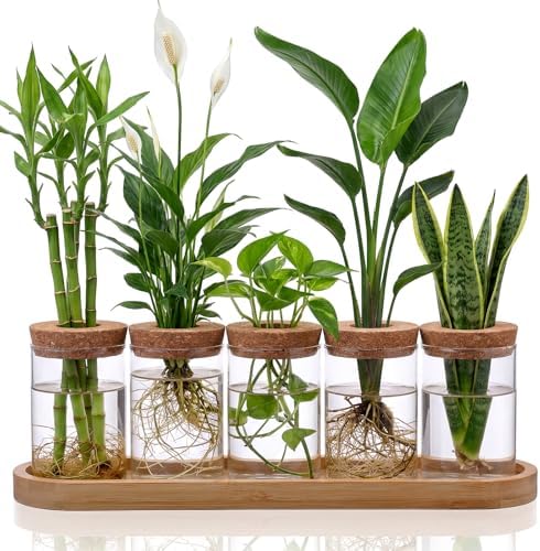 Zhehao 5 Pack Plant Propagation Station Hydroponic Glass Jar Terrarium with Cork Lids Bamboo Tray Desktop Planter for Rooting Cuttings Home Office Garden Decor by Zhehao