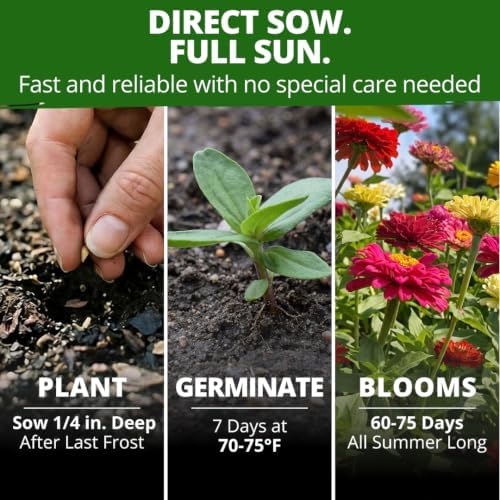 HOME GROWN State Fair Zinnia 300 Flower Seeds Zinnia elegans - Image 5
