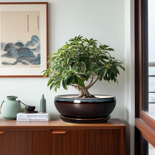 SQOWL Bonsai Planter 12 Inch, Ceramic Large Succulent Pots, Blue-Brown - Image 4