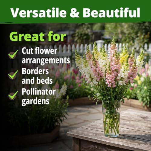 HOME GROWN Northern Lights Snapdragon 10,000 Flower Seeds Antirrhinum majus - Image 5