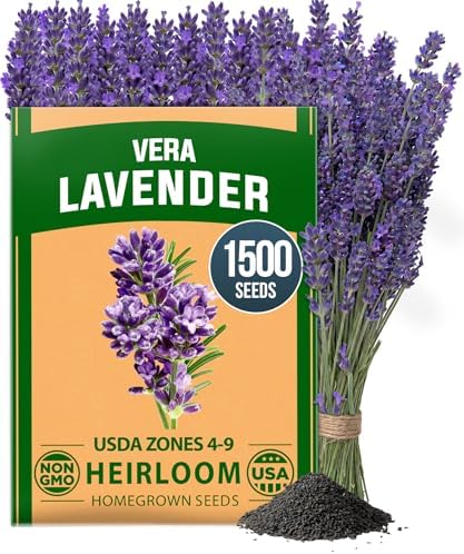 HOME GROWN English Lavender Seeds, 1,500+ Seeds, Lavandula antustifolia by HOMEGROWN