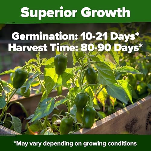 HOME GROWN Jalapeno Pepper Seeds, 129+ Seeds, Capsicum annuum - Image 2