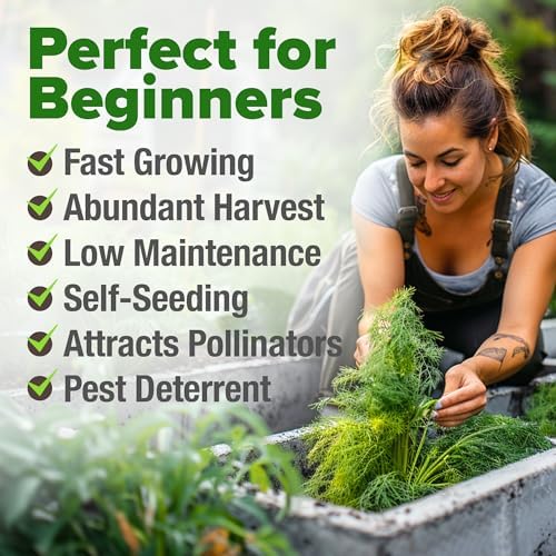 HOME GROWN Bouquet Dill Seeds, 1,014 Seeds, Anethum graveolens - Image 4