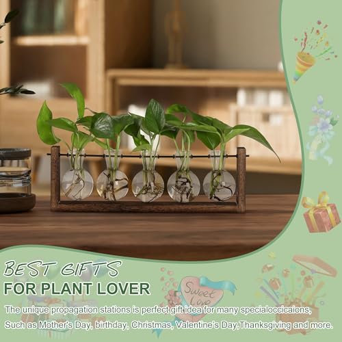 YIBOT Wall Hanging Glass Planter Plant Propagation Vase-5 Bulb Glass Vases - Image 4