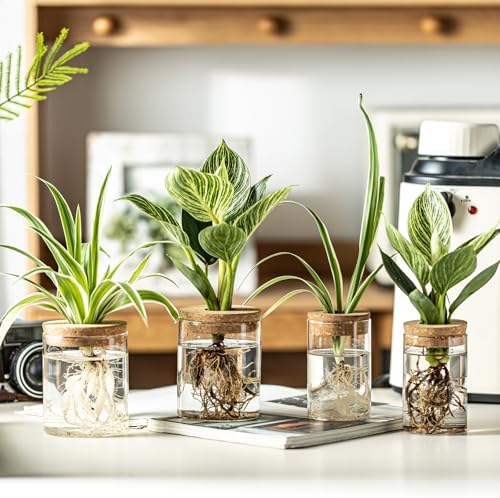 Glass Plant Propagation Stations for Plants – Set of 4(2 Large & 2 Small) Hydroponic Vases for Plant Cuttings,Flower Arrangements, Home & Office Decor–Desktop Vases for Living Room, Bedroom (4) - Image 3