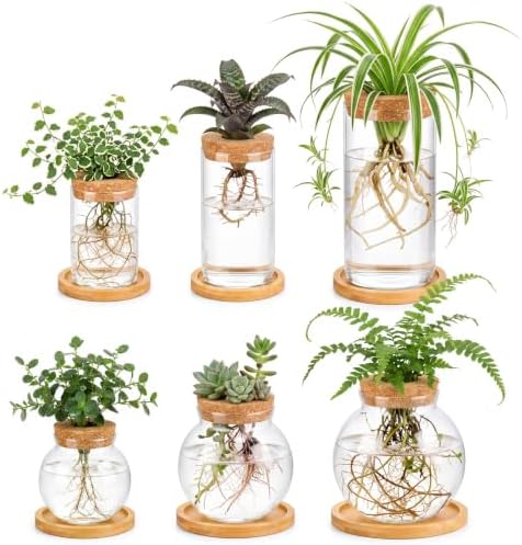 Honeydak 6 Pcs Plants Propagation Station Desktop Glass Propagation Round by Honeydak