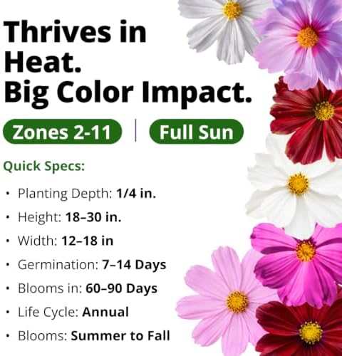 HOME GROWN Sensation Dwarf Mix 600 Cosmos Flower Seeds Cosmos bipinnatus - Image 3
