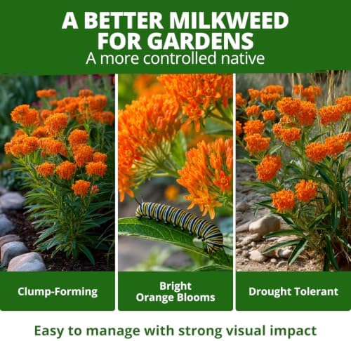 HOME GROWN Milkweed Butterfly Seeds – 108 (Asclepias Tuberosa) - Image 2