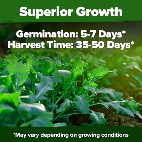 HOME GROWN Arugula Roquette Seeds, 2,175+ Seeds, Eruca vesicaria - Image 6