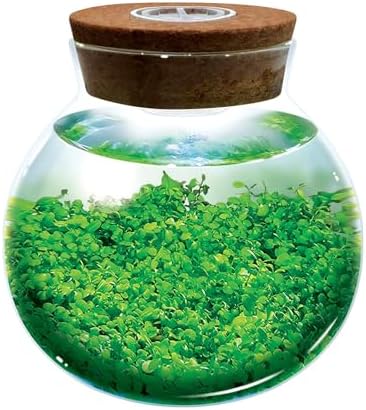 WaterPlants- Create Your Own Lush and Soothing Aquascape Terrarium Starter Kit, Indoor Plant Glass Globe Terrariums with Powerful 3 LED Light and Complete Supplies, Just Add Water! - Image 3